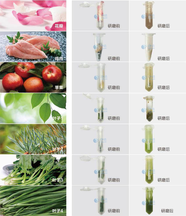 快速組織細胞破碎儀研磨前后效果圖 快速組織細胞破碎儀研磨前后效果圖